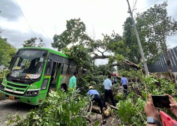 पीएमपीएमएल बसवर झाड कोसळल्याची घटना : अग्निशमन विभागाची तातडीची कारवाई
