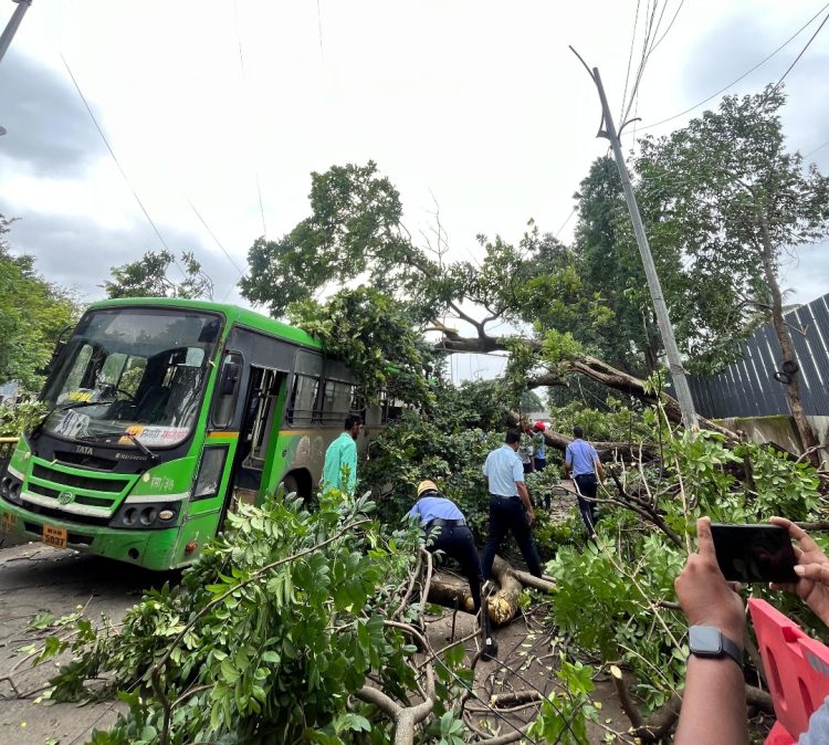 पीएमपीएमएल बसवर झाड कोसळल्याची घटना : अग्निशमन विभागाची तातडीची कारवाई