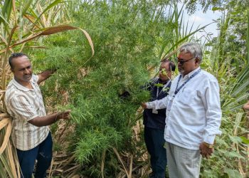 चकलांबा पोलिसांची मालेगावात धडाकेबाज कारवाई .शेतातील गांजाची झाडे; साडेबारा लाखांचा मुद्देमाल जप्त