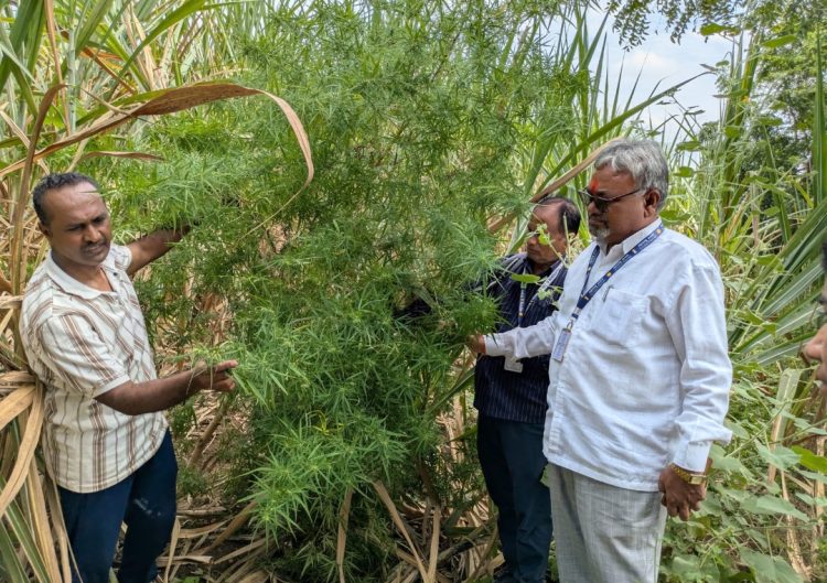 चकलांबा पोलिसांची मालेगावात धडाकेबाज कारवाई .शेतातील गांजाची झाडे; साडेबारा लाखांचा मुद्देमाल जप्त